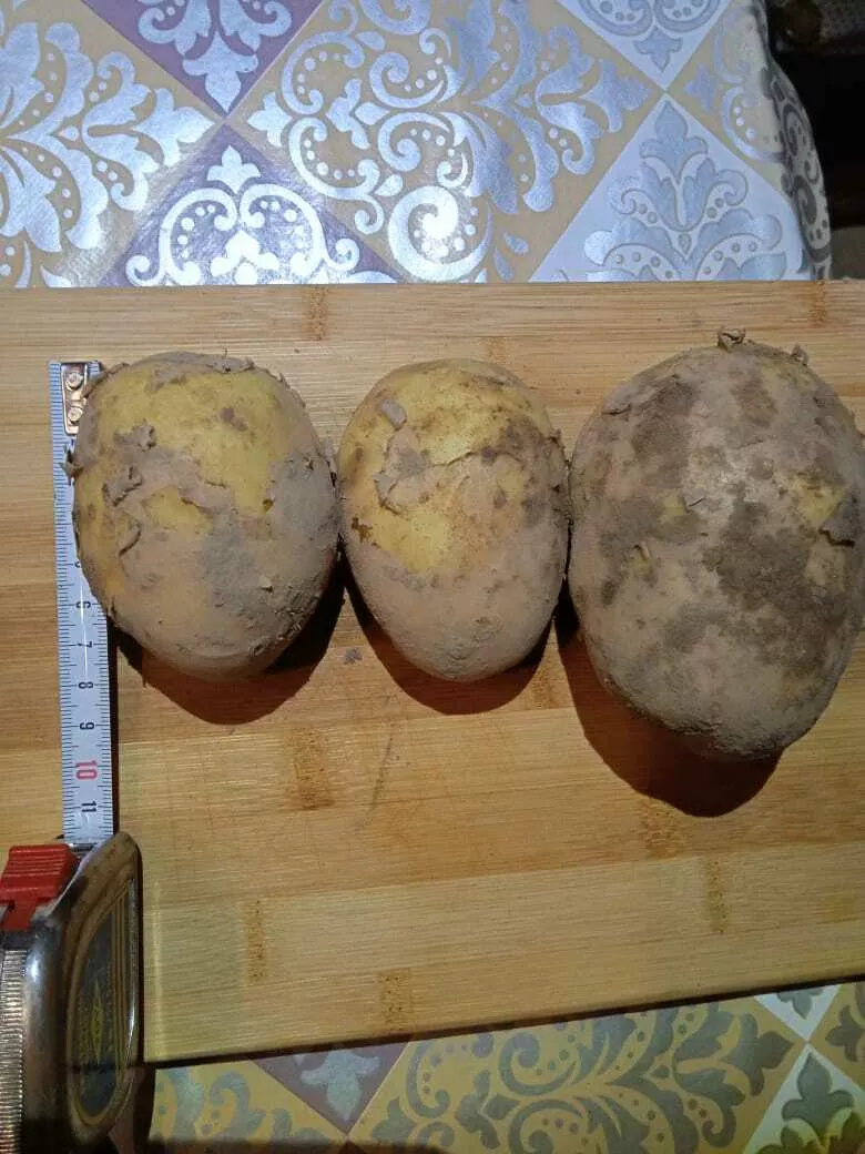 картофель поливной сорт Гала в Рязани и Рязанской области 8