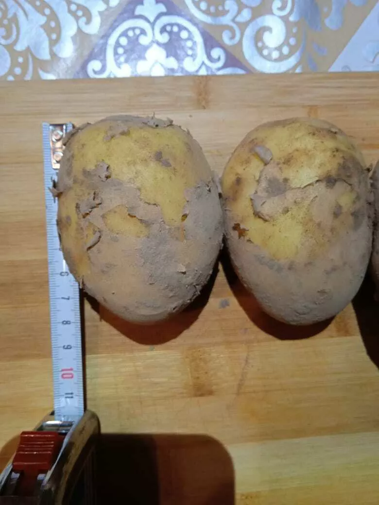 картофель поливной сорт Гала в Рязани и Рязанской области 7