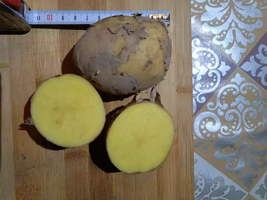 картофель поливной сорт Гала в Рязани и Рязанской области 2