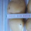 картофель оптом в Шацке 4