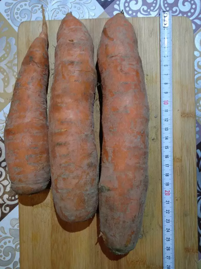 морковь сорт Берлин в Рязани и Рязанской области 2
