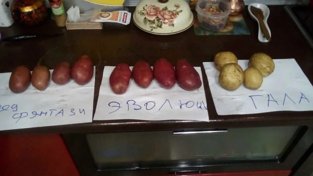 картофель гала, ред скарлетт, аризона в Рязани 3